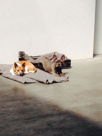 Luna & Ajana aan het werk