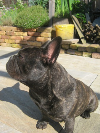 Sofie